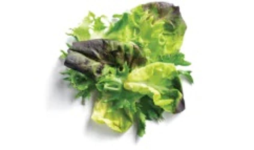 Baby Butter Lettuce Blend LARGE